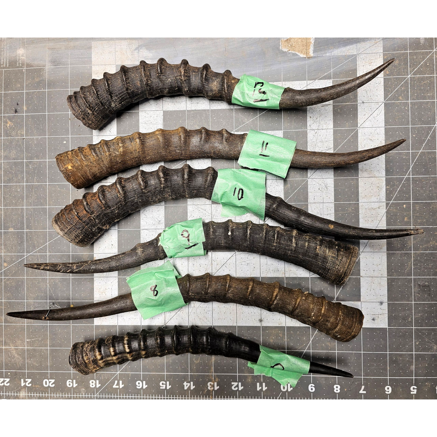 Page 2 Blessbok Horn, Knife Handles