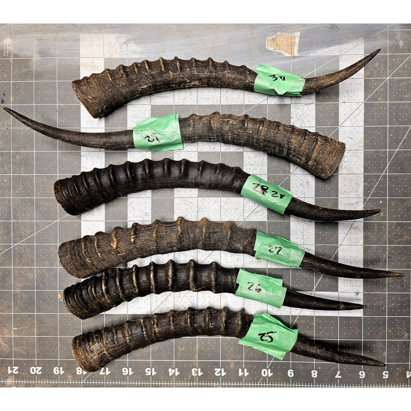 Page 5 Blessbok Horn, Knife Handles