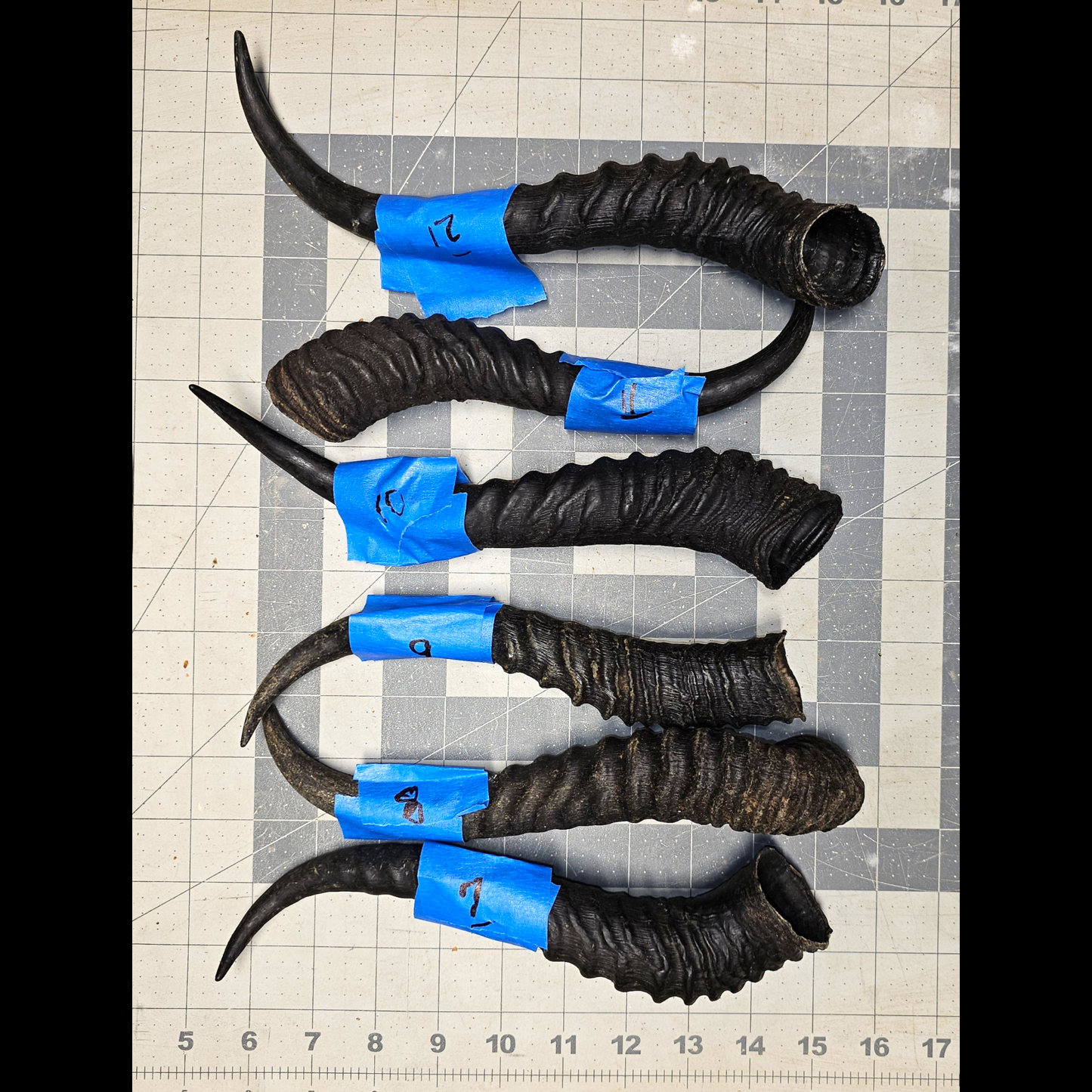 Page 2 Unpolished Springbok Horns,Springbok Horn, Knife Handles