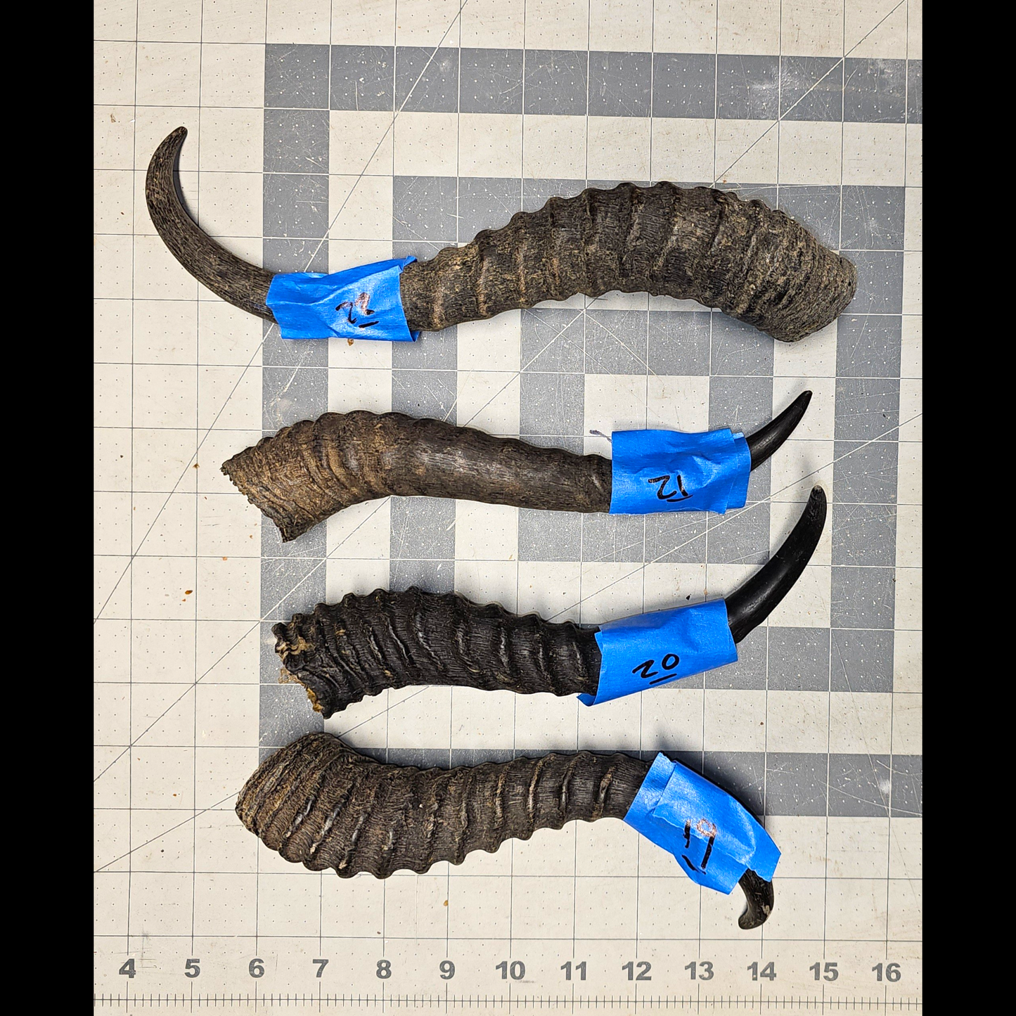 Page 4 Unpolished Springbok Horns,Springbok Horn, Knife Handles