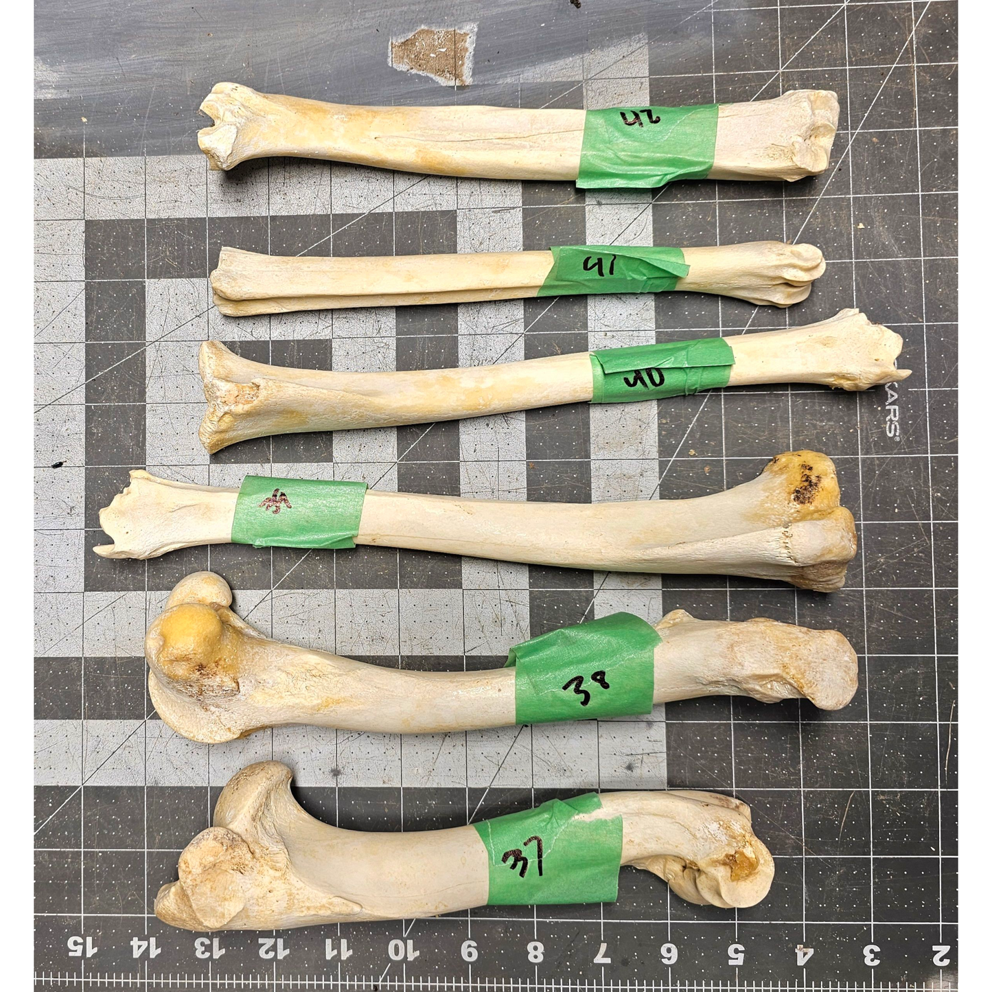 Page 7 Deer leg Bones, Clean Deer Cannon Bones, Knife Handles