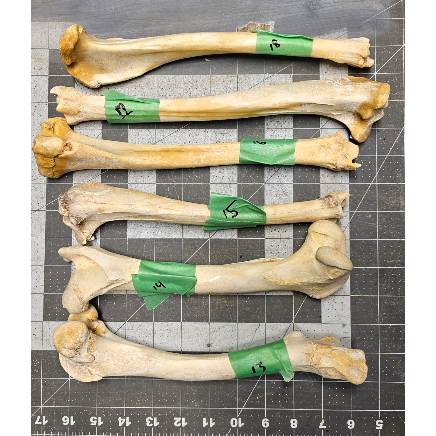 Page 3 Deer leg Bones, Clean Deer Cannon Bones, Knife Handles