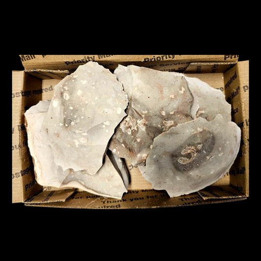 Belton Chert Heat Treated Belton, Flintknapping, Lapidary