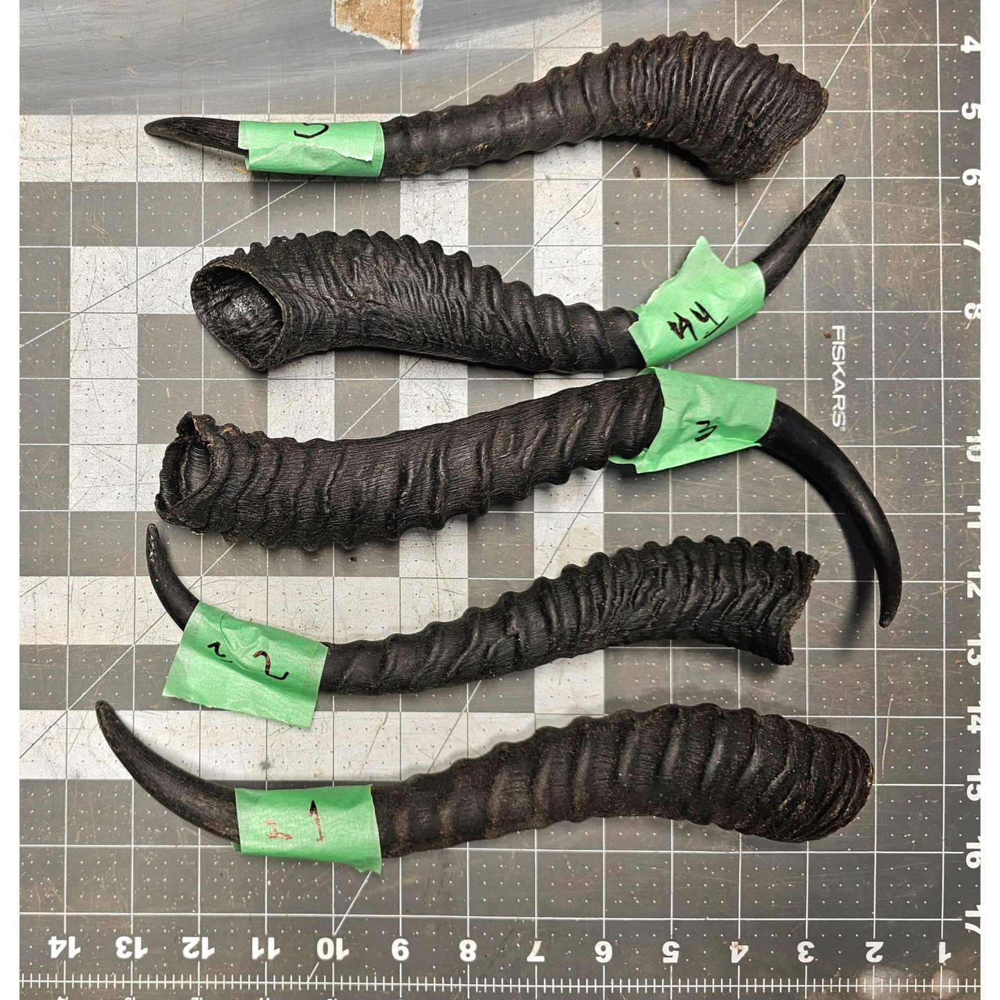 Page 1 Unpolished Springbok Horns,Springbok Horn, Knife Handles