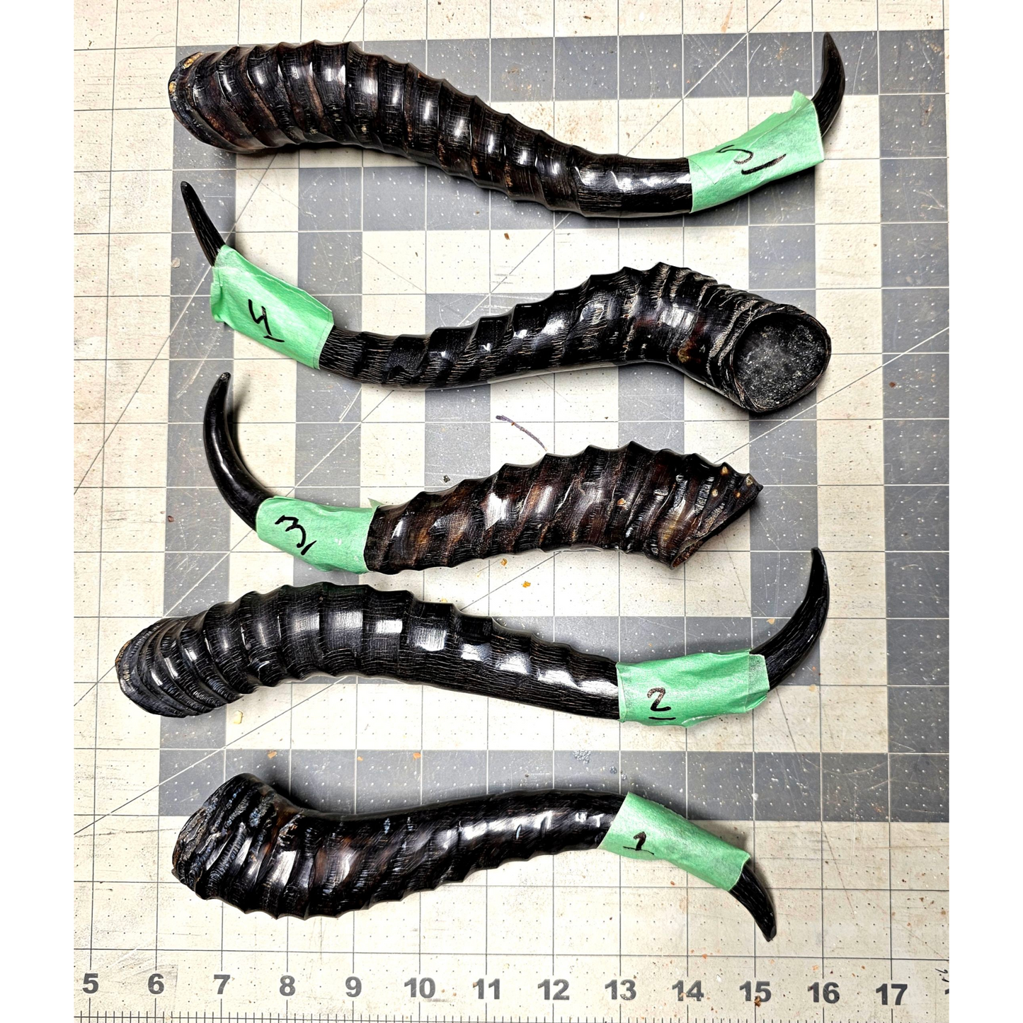 Page 1 Springbok Horns, Polished Sprinfbok Horn,  Knife Handles