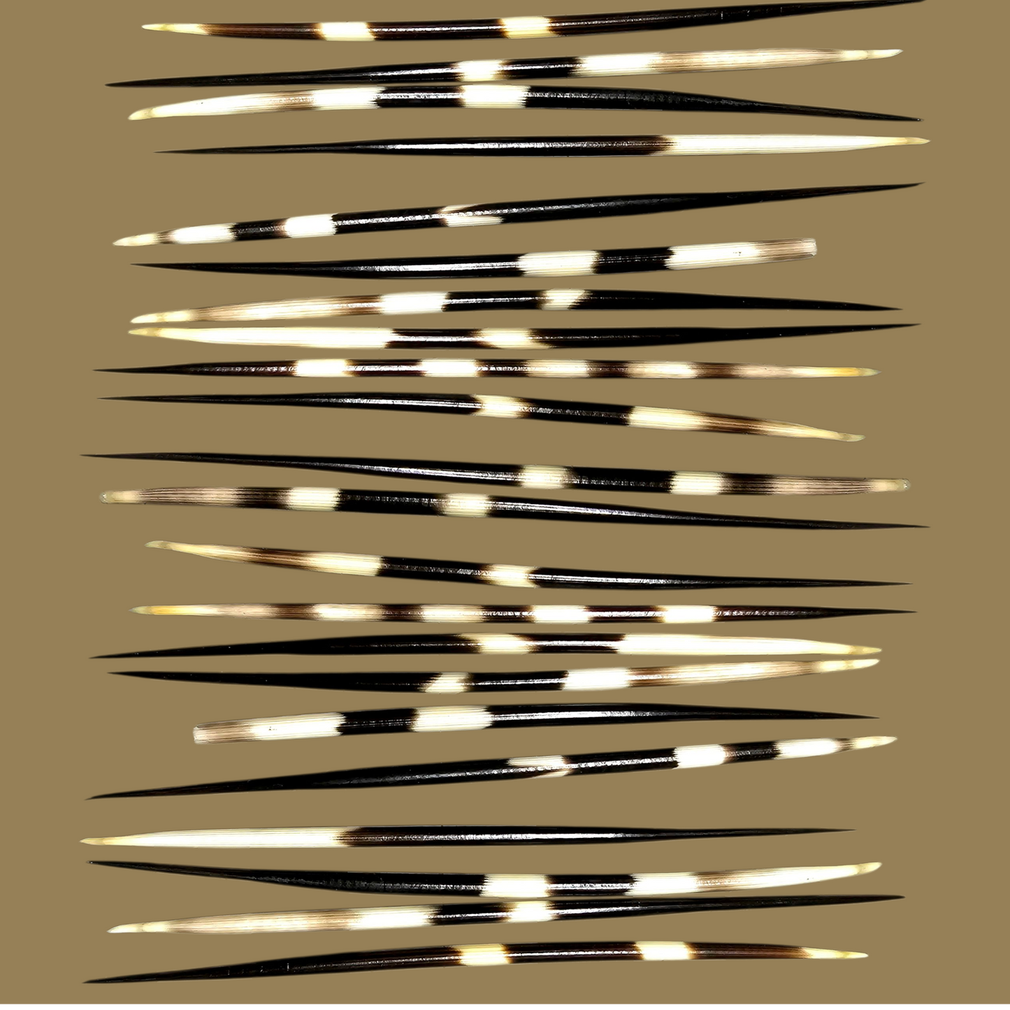 African Porcupine Quill