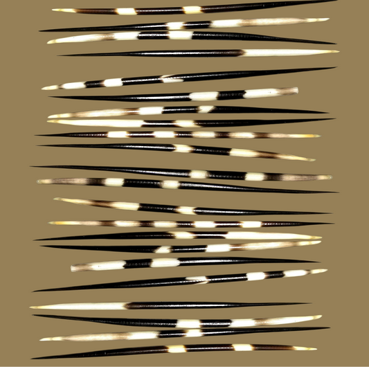 African Porcupine Quill