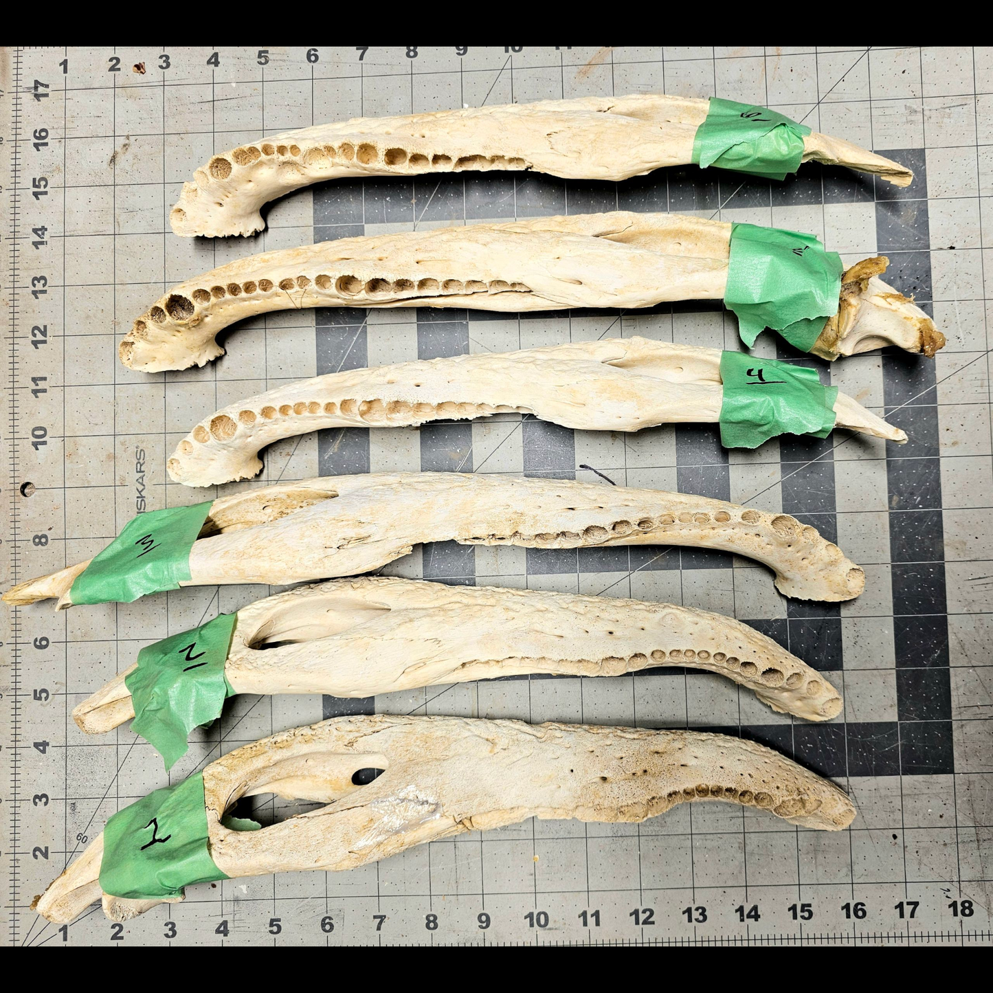 Page 1 Alligator Jaw, Knife Handles, Gator Jaw Bone