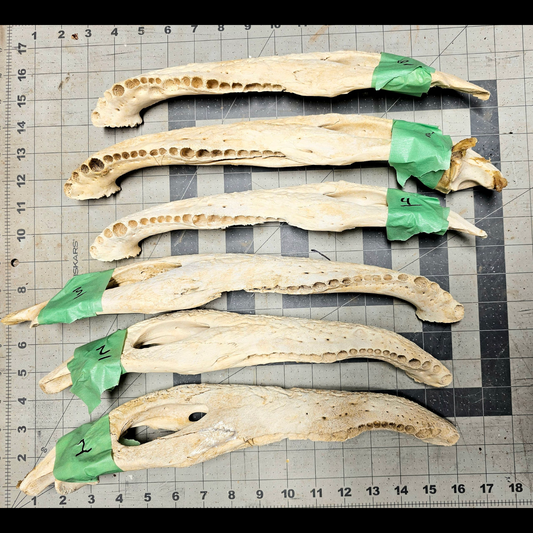Page 1 Alligator Jaw, Knife Handles, Gator Jaw Bone