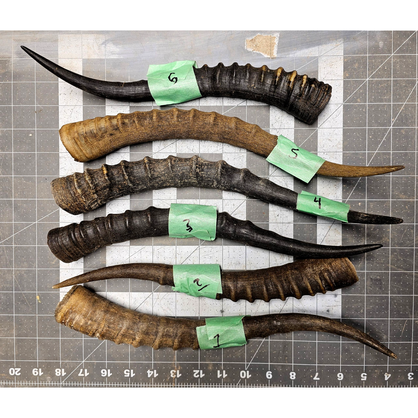 Page 1 Blessbok Horn,  Knife Handles