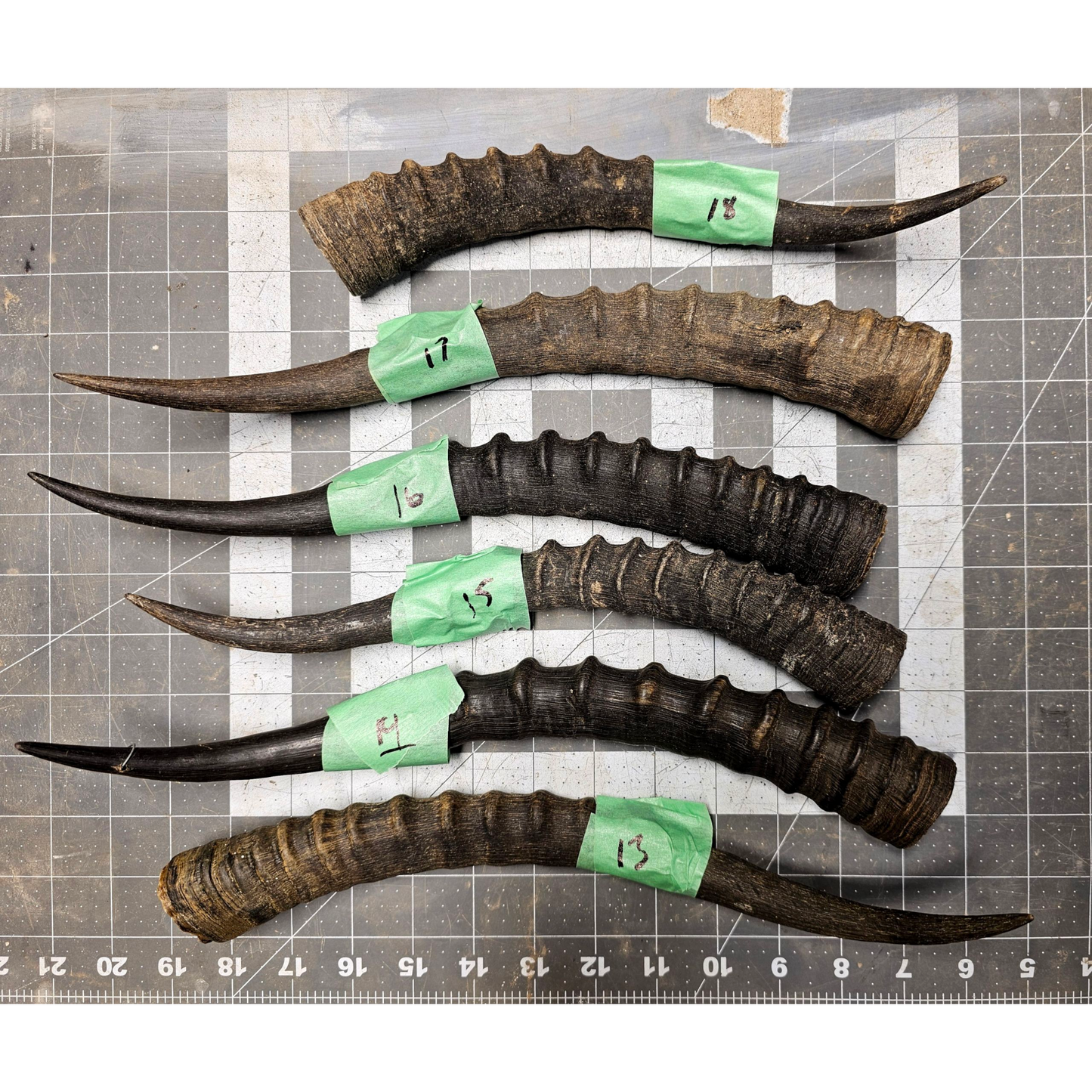 Page 3 Blessbok Horn,  Knife Handles