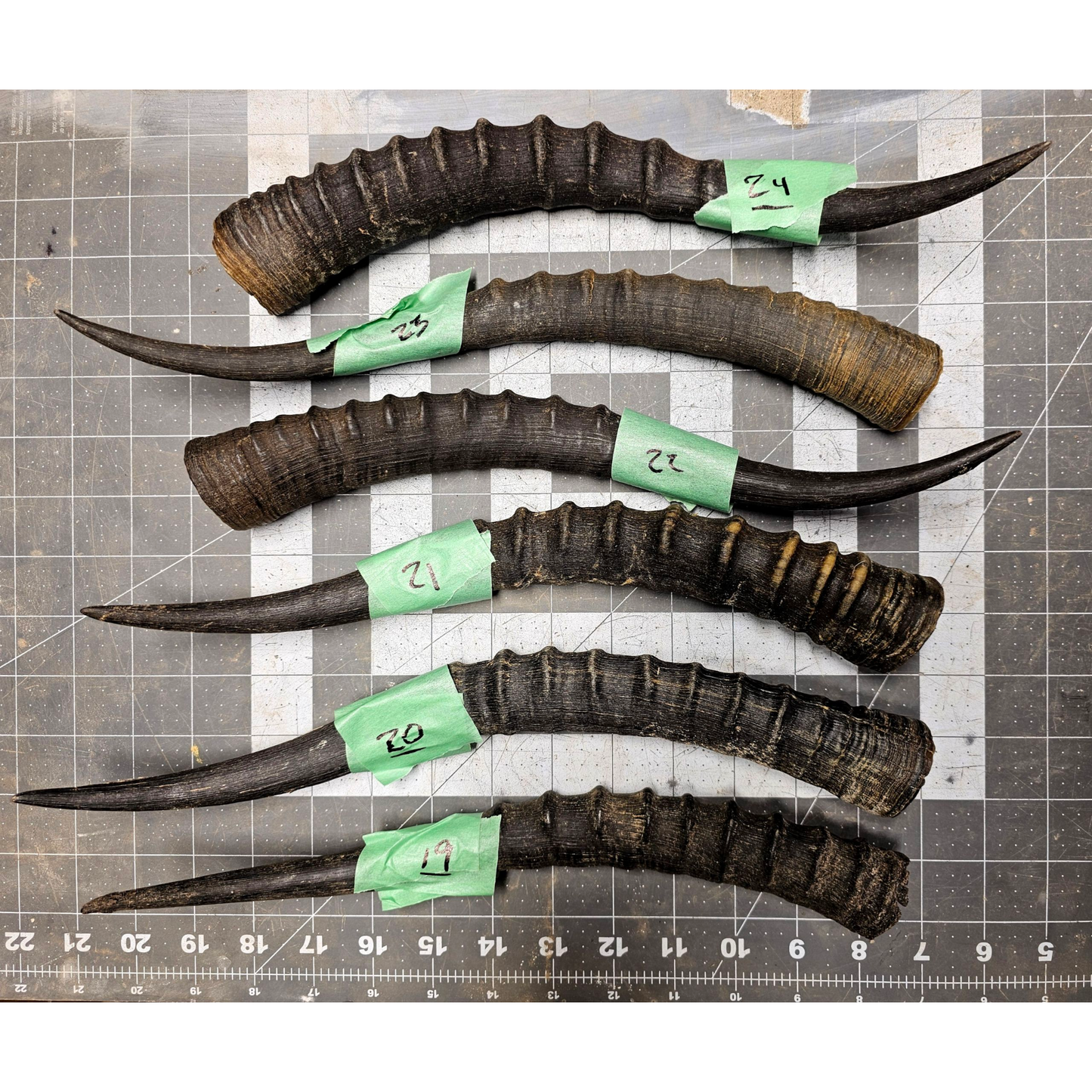 Page 4 Blessbok Horn,  Knife Handles