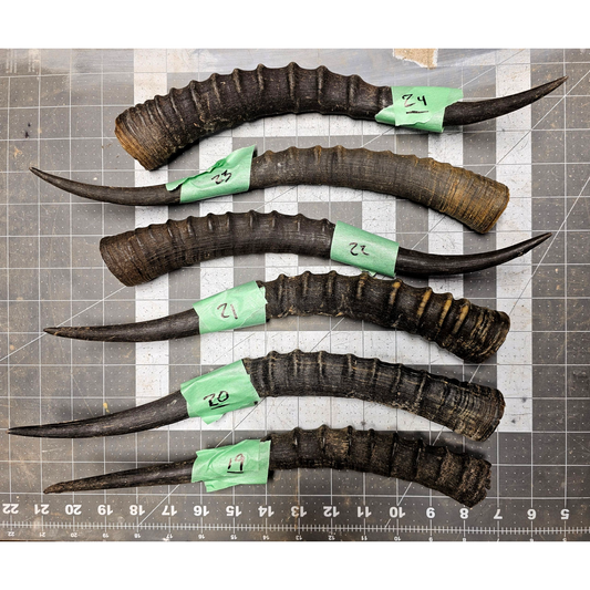 Page 4 Blessbok Horn,  Knife Handles