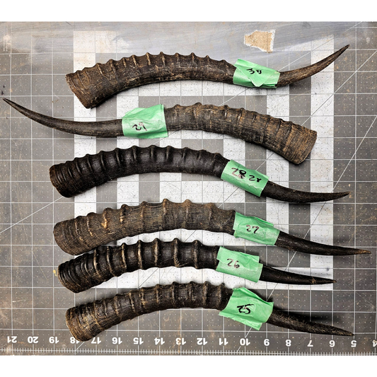 Page 5 Blessbok Horn,  Knife Handles