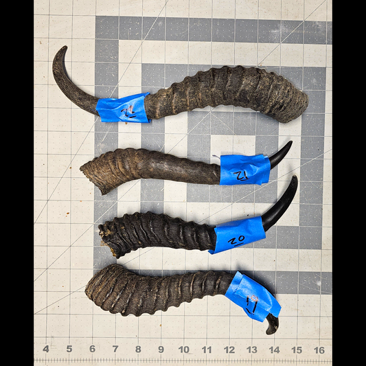 Page 4 Unpolished Springbok Horns,Springbok Horn,  Knife Handles