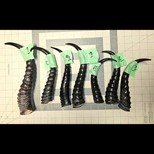 Page 2 Springbok Horns, Polished Sprinfbok Horn,  Knife Handles