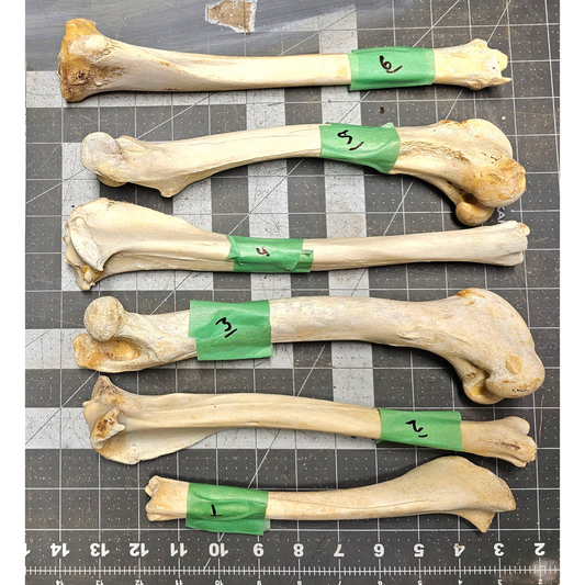 Page 1 Deer leg Bones, Clean Deer Cannon Bones, Knife Handles