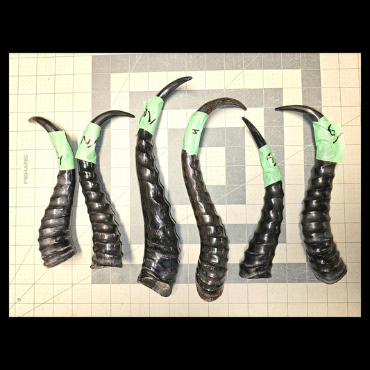 Page 1 Springbok Horns, Polished Sprinfbok Horn,  Knife Handles