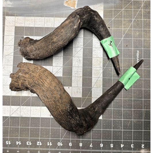 Page 1 Red Hartebeest Horns, Hartebeest Horn, Knife Handles