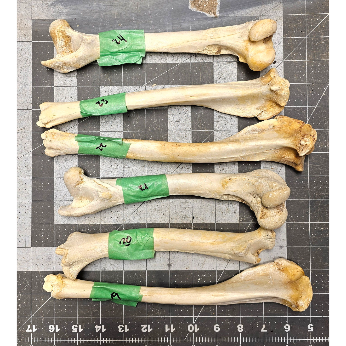 Page 5 Deer leg Bones, Clean Deer Cannon Bones, Knife Handles