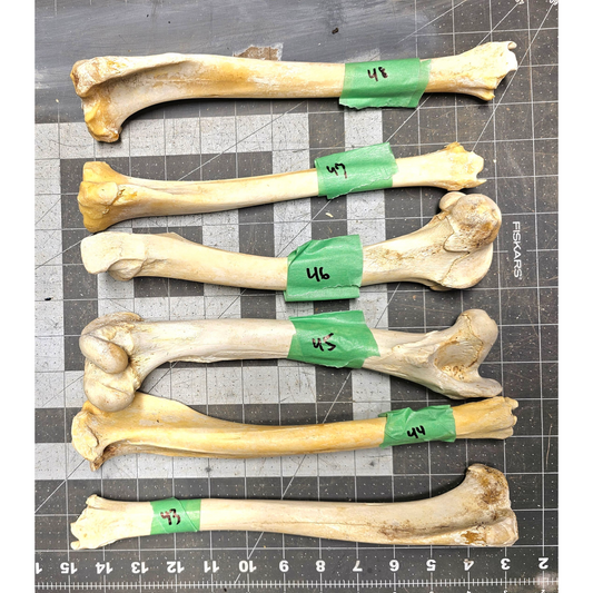 Page 8 Deer leg Bones, Clean Deer Cannon Bones, Knife Handles