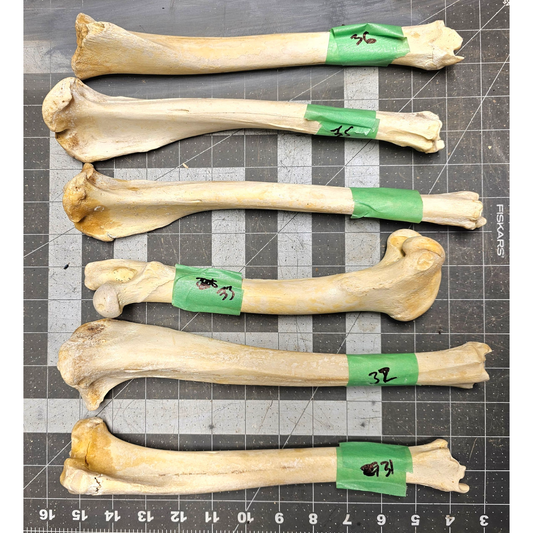 Page 6 Deer leg Bones, Clean Deer Cannon Bones, Knife Handles