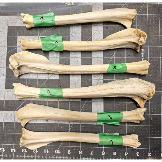 Page 2 Deer leg Bones, Clean Deer Cannon Bones, Knife Handles